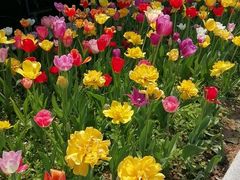 -洛阳郁金香牡丹园