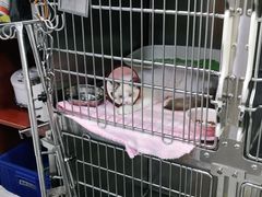 -安安宠医宠物医院·异宠·犬猫内科(岳阳分院)