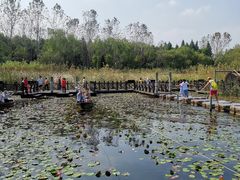 -溱湖国家湿地公园