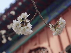 -大觉寺-停车场