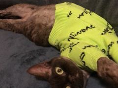 -momokira米努特·德文卷毛猫·棉花面纱犬