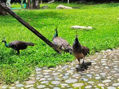 -瑞丽独树成林风景区