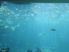 -海棠湾洲际-涛·海底餐厅·美人鱼·自助餐·海底隧道