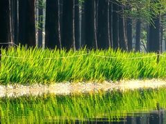 -上海共青森林公园