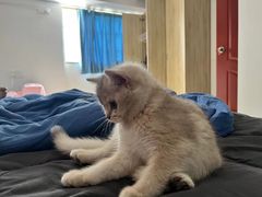 -lincat·猫舍(广州店)