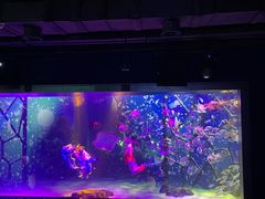 -顺德南宏海立方海洋公园