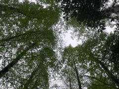 -上海滨江森林公园