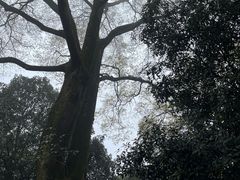 -南山植物园
