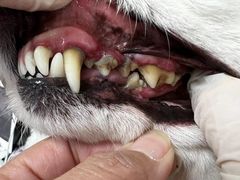 -宠福鑫康馨动物医院·骨科·眼科