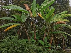 -中国科学院西双版纳热带植物园