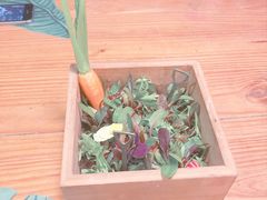 盆景沙拉-烛影拾光观景餐厅·创意菜·摄影·小提琴(大唐不夜城店)