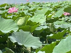-莲花池公园