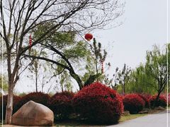 -泗洪洪泽湖湿地景区