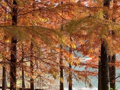 -昆山城市生态森林公园