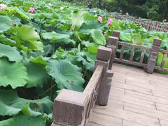 -金山公园