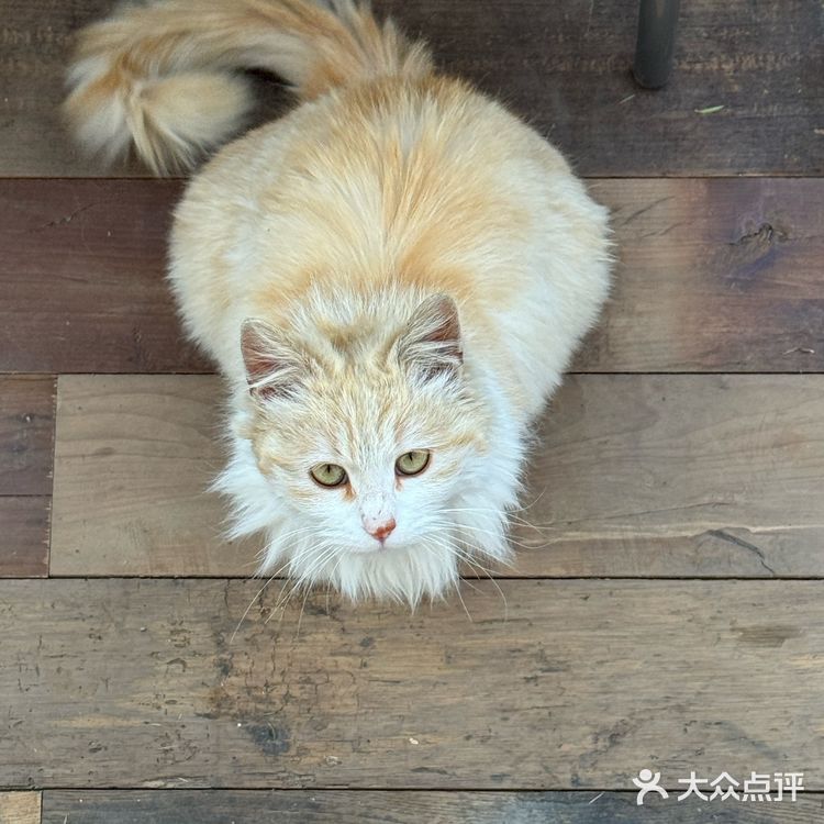 北京京郊新店！！🐈可爱猫猫日式氛围小店🍐
