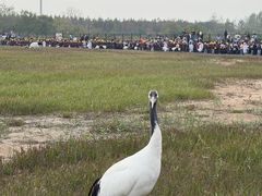 -盐城丹顶鹤湿地生态旅游区
