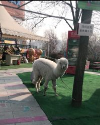 -萌宠亲子动物乐园(槐房万达店)