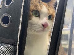 -瑞派动物医院·绝育·犬猫全科·预防医学(光景江南中店)