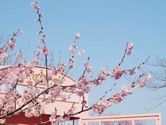 -上海辰山植物园