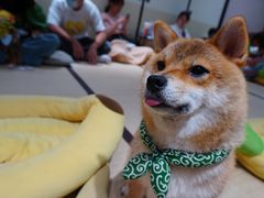 -逗柴咖啡屋·狗咖猫咖宠物桌游