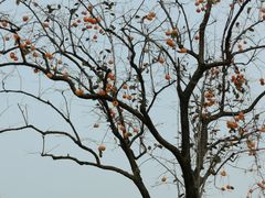 -静之湖湖畔餐厅