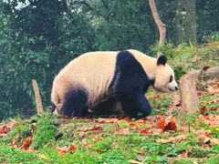 -中国大熊猫保护研究中心雅安碧峰峡基地