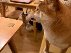 -柴の食堂·日式家庭料理·熊之肆(大学路店)