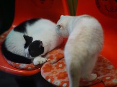 -猫咪博物馆(顶澳仔猫街店)