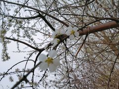 -桃花堤公园
