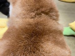 -逗柴咖啡屋·狗咖猫咖宠物桌游