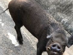 -清迈夜间动物园