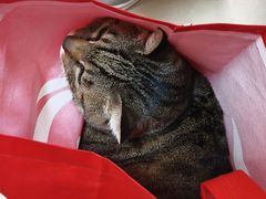 -艾贝尔宠物医院·狂犬免疫点(江山金象城店)