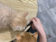 -楼上猫咖(罗湖店)