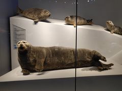 -贝林大翅鲸简餐厅(国家海洋博物馆店)