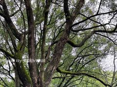 -上海佘山国家森林公园天马山园