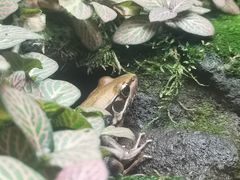 -广州长隆飞鸟乐园