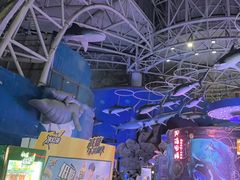 -烟台海昌鲸鲨海洋公园