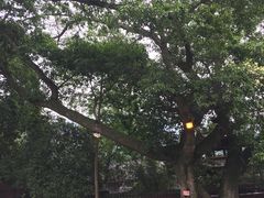 -峨眉山报国寺