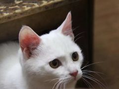 -蒋六十八梯眼镜面(渝中店)