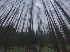 -武陵山森林公园