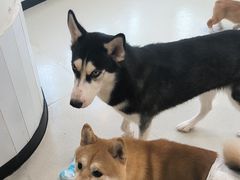 -共舞时光猫咖·狗咖(新街口店)