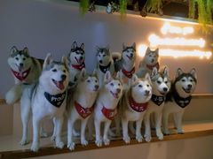 -Husky Go! 哈士奇体验馆·宠物咖啡厅狗咖