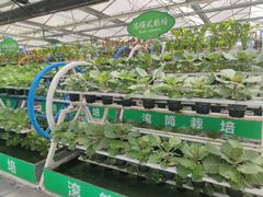 -兰陵国家农业公园