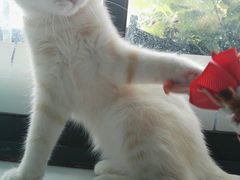 -喵的天空名猫咖啡馆·撸猫·猫舍·用品