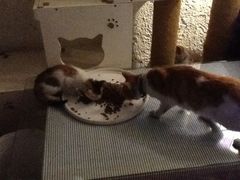 iphone_upload_pic-Sirena海妖日咖夜酒