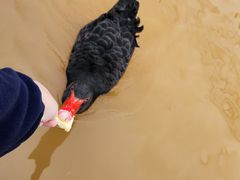 -鄱阳湖国家湿地公园