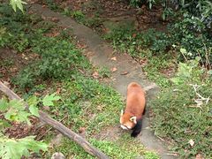 -都江堰中华大熊猫苑