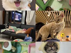 -momokira米努特·德文卷毛猫·棉花面纱犬