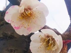 -香雪海